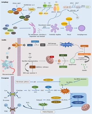 Revisiting the potential of regulated cell death in glioma treatment: a focus on autophagy-dependent cell death, anoikis, ferroptosis, cuproptosis, pyroptosis, immunogenic cell death, and the crosstalk between them